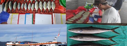 Riset kajian stok perikanan pelegis kecil, demersal kakap, kerapu dan kepiting bakau di WPPNRI 715. 717 dan 718 Tahun 2024 oleh KKP dan BRIN difasilitasi melalui hibah GEF 6 CFI Indonesia 