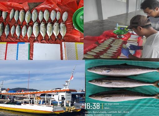 Riset kajian stok perikanan pelegis kecil, demersal kakap, kerapu dan kepiting bakau di WPPNRI 715. 717 dan 718 Tahun 2024 oleh KKP dan BRIN difasilitasi melalui hibah GEF 6 CFI Indonesia 