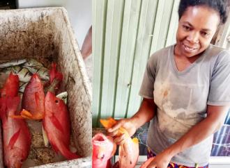 Hasil tanggkapan ikan di sekitar Atraktor Cangkang Kerang dan Rumah Ikan di Teluk Makbon Kabupaten Sorong
