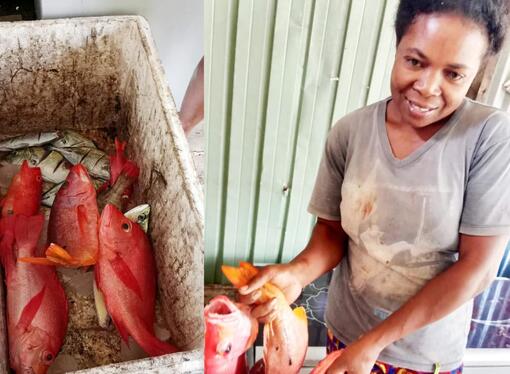 Hasil tanggkapan ikan di sekitar Atraktor Cangkang Kerang dan Rumah Ikan di Teluk Makbon Kabupaten Sorong